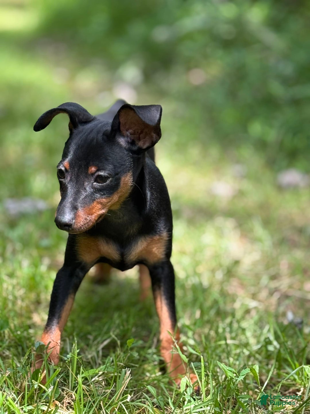 Miniature Pinscher dogs for sale: Willow - Image 5
