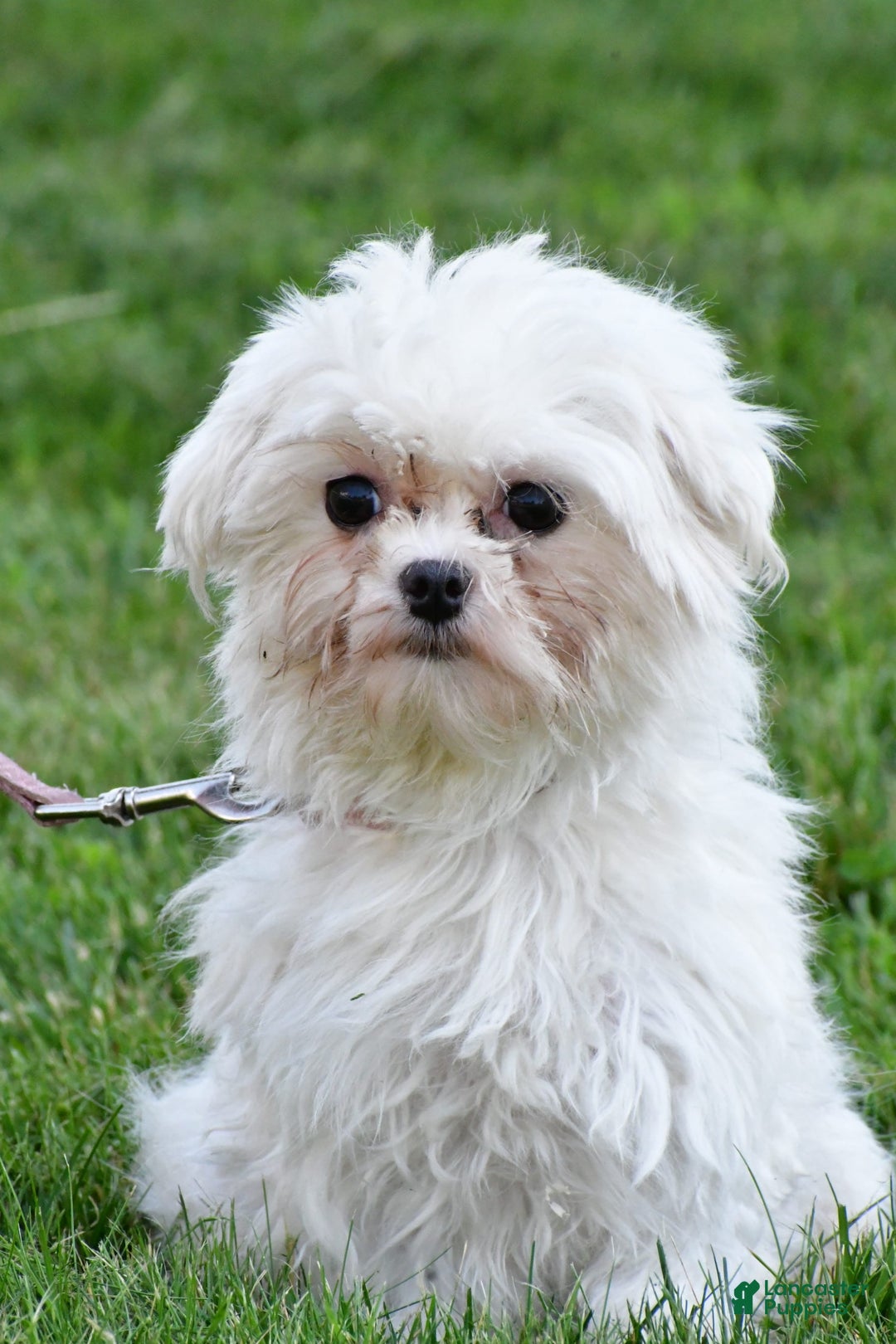 Maltese dogs for sale: Theo - Image 8