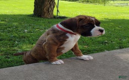 Boxer dogs for sale: Rocket - Image 8