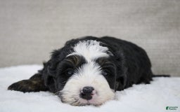 Mini Bernedoodle dogs for sale: Leo - Image 11