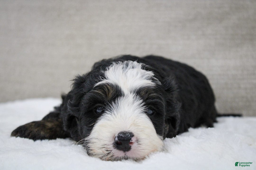 Mini Bernedoodle dogs for sale: Leo - Image 11