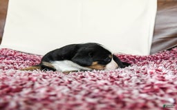 Greater Swiss Mountain Dog dogs for sale: Goldie - Image 8