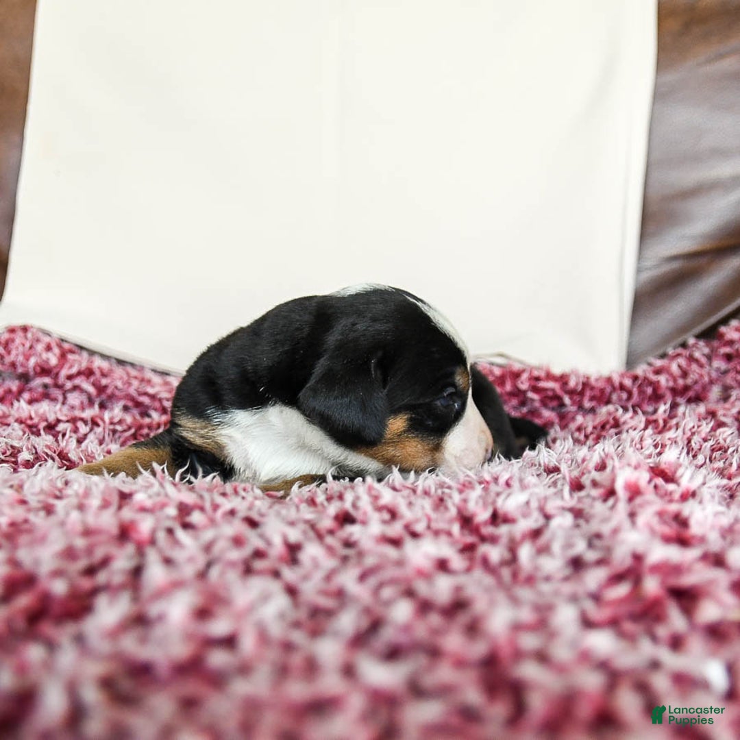 Greater Swiss Mountain Dog dogs for sale: Goldie - Image 8
