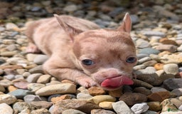 Chihuahua dogs for sale: Chihuahua 5 puppies - Image 26