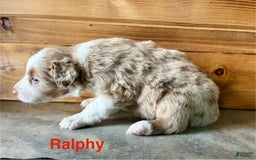 Australian Shepherd dogs for sale: Ralphy - Image 2