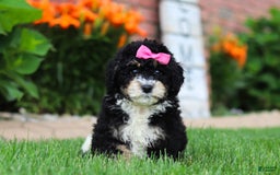 Mini Bernedoodle dogs for sale: Kaylee - Image 2