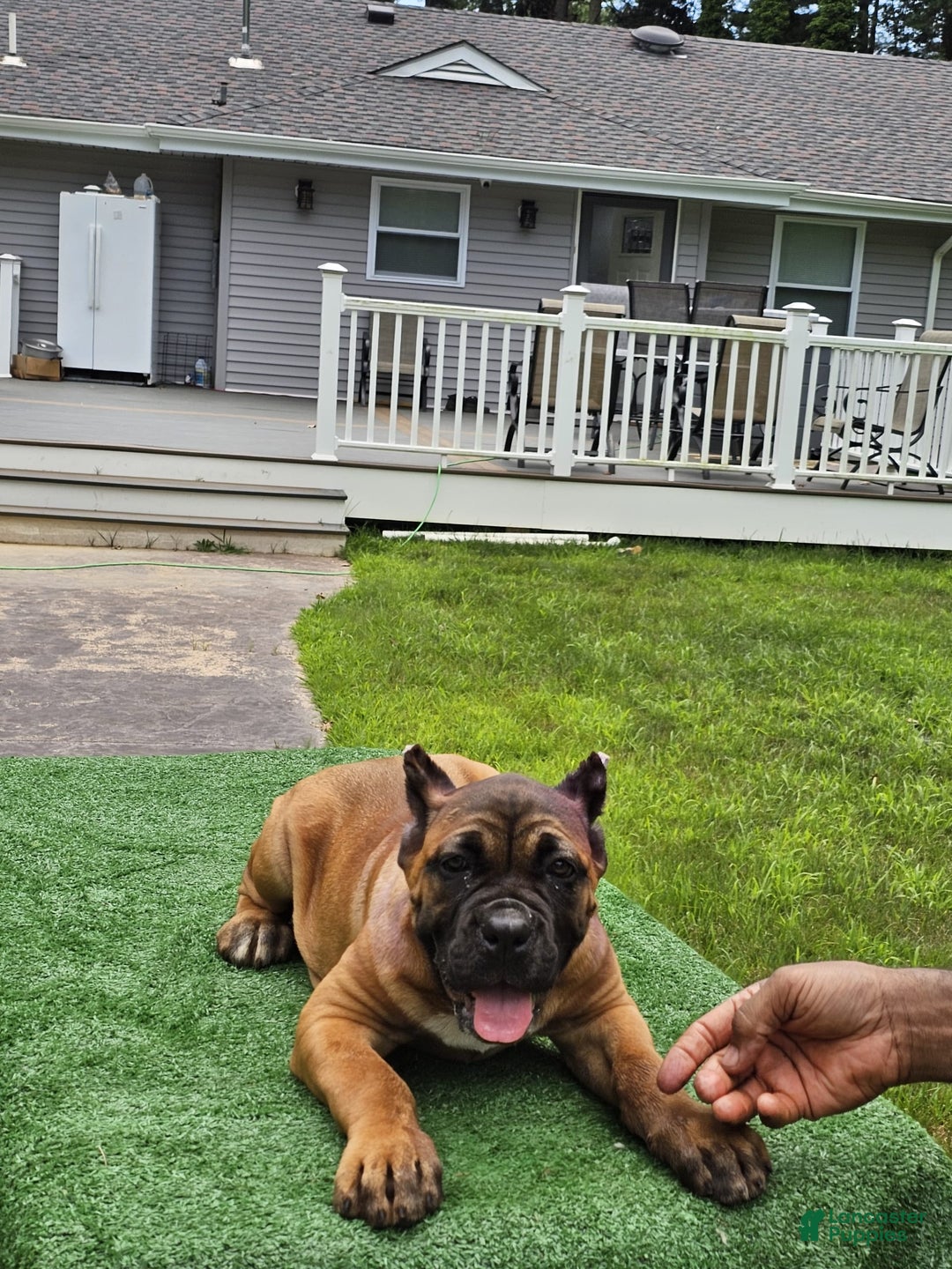 Cane Corso dogs for sale: Coco - Image 21