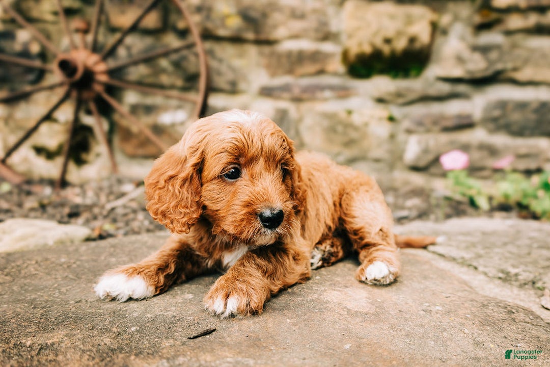Cavapoo dogs for sale: Milo - Image 3