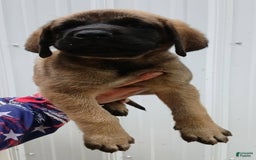 English Mastiff dogs for sale: Diesel - Image 1