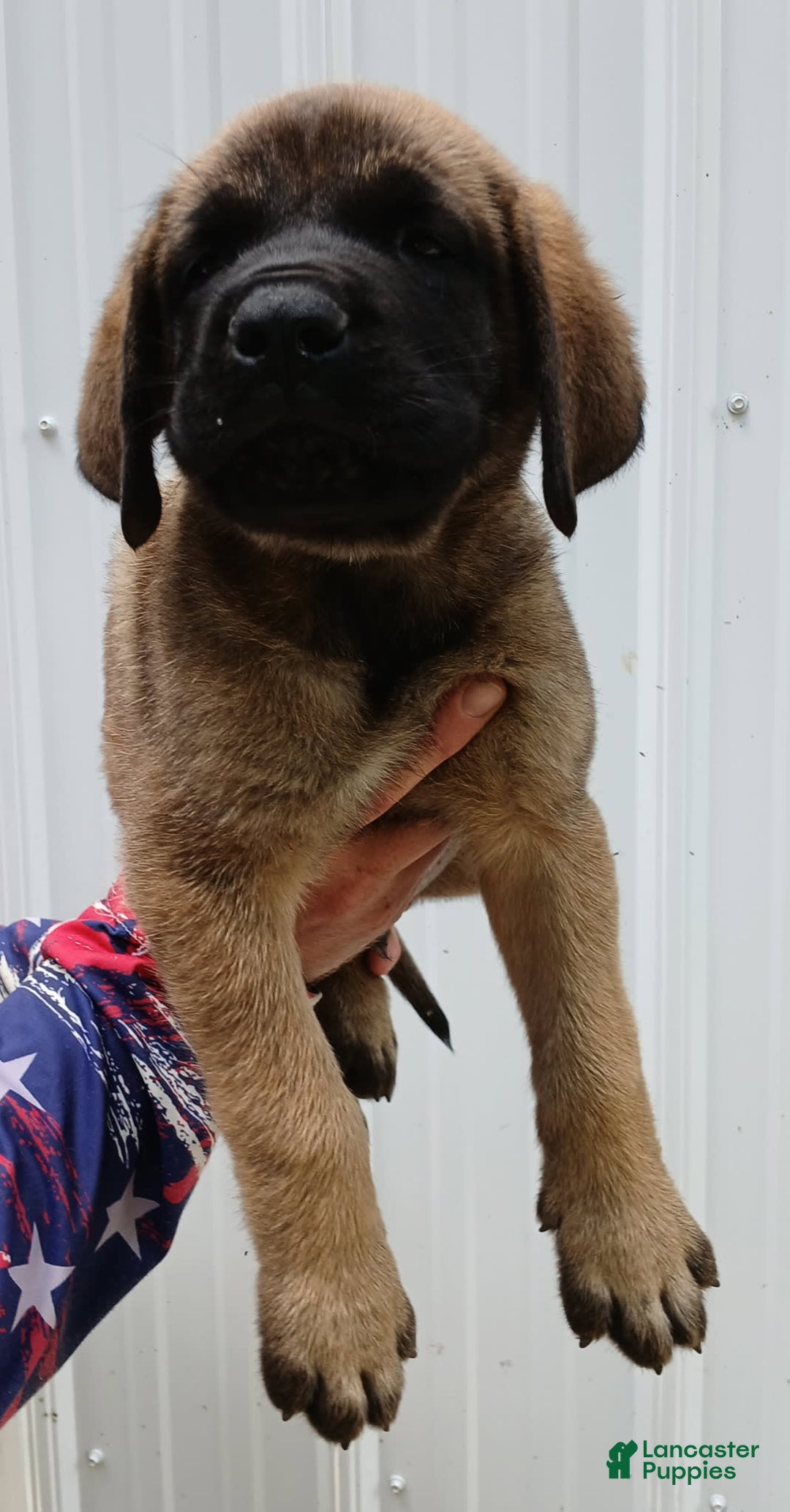 English Mastiff dogs for sale: Diesel - Image 1