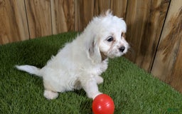 Cavapoo dogs for sale: Fiona Girl 3 - Image 15