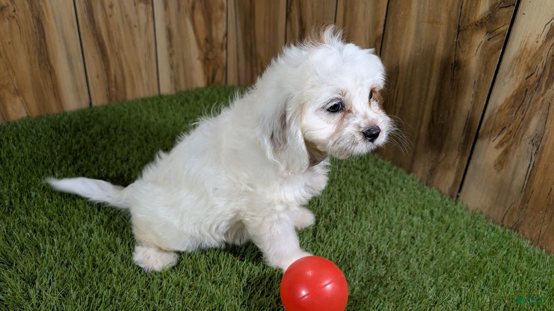 Cavapoo dogs for sale: Fiona Girl 3 - Image 15