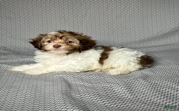Havapoo dogs for sale: Sadie - Image 4