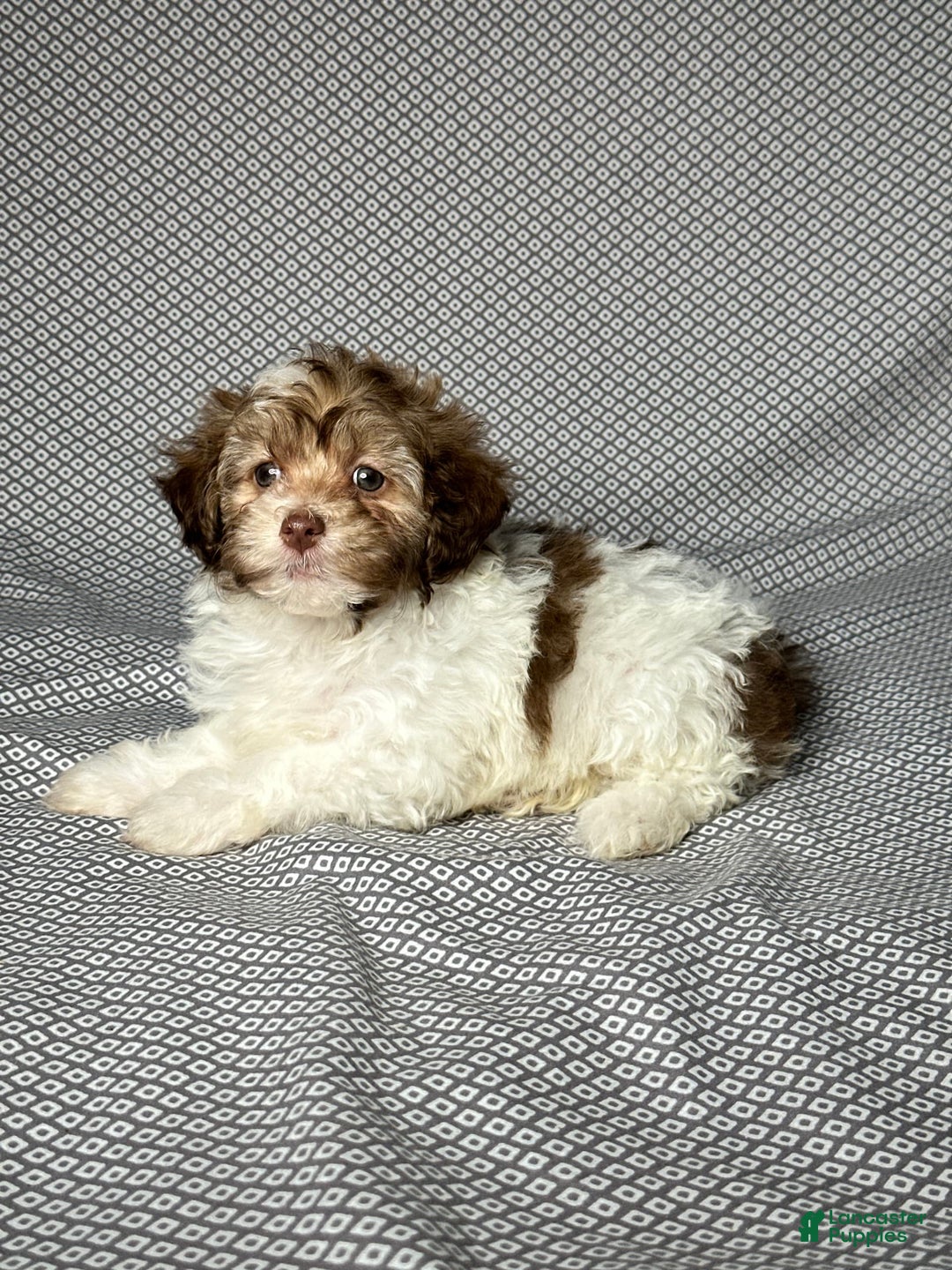 Havapoo dogs for sale: Sadie - Image 4