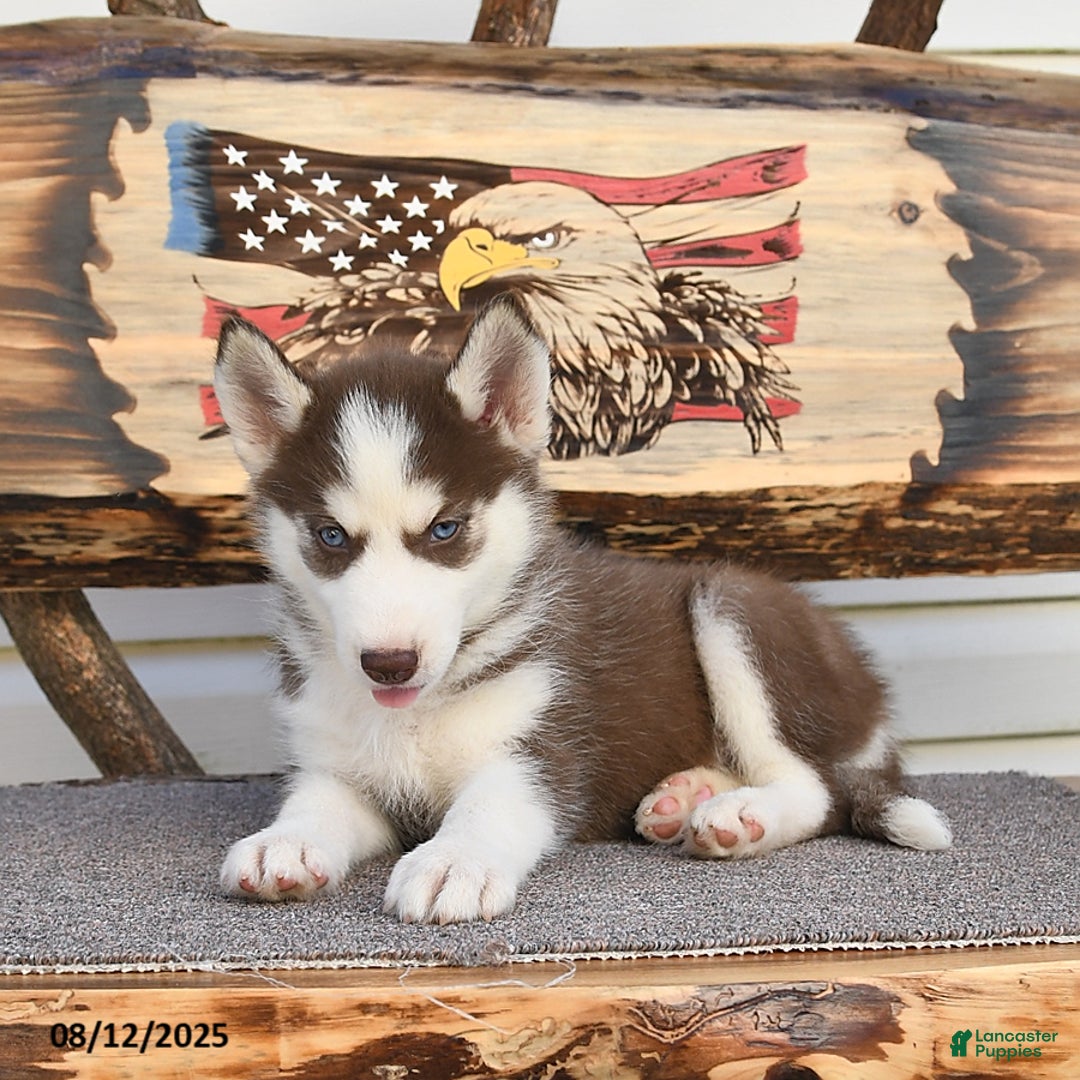 Siberian Husky dogs for sale: Robin - Image 2