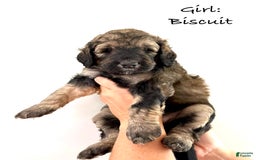 Bernedoodle dogs for sale: Pink Collar Girl - Image 3