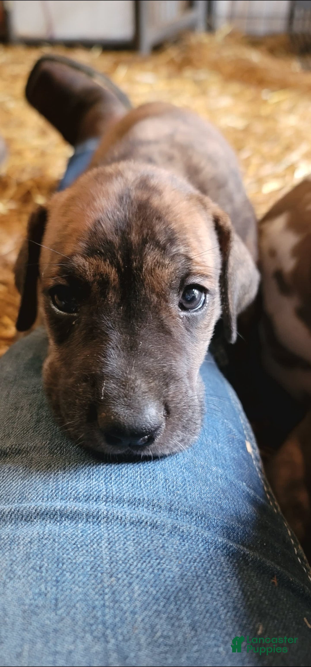 Great Dane dogs for sale: Peanut - Image 2