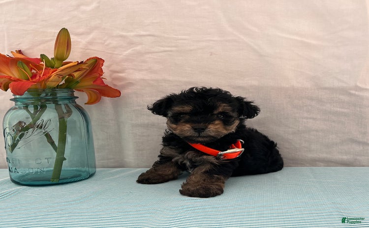 Yorkiepoo dogs - Advert 40