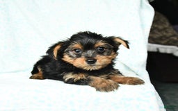 Yorkshire Terrier dogs for sale: Cash - Image 4