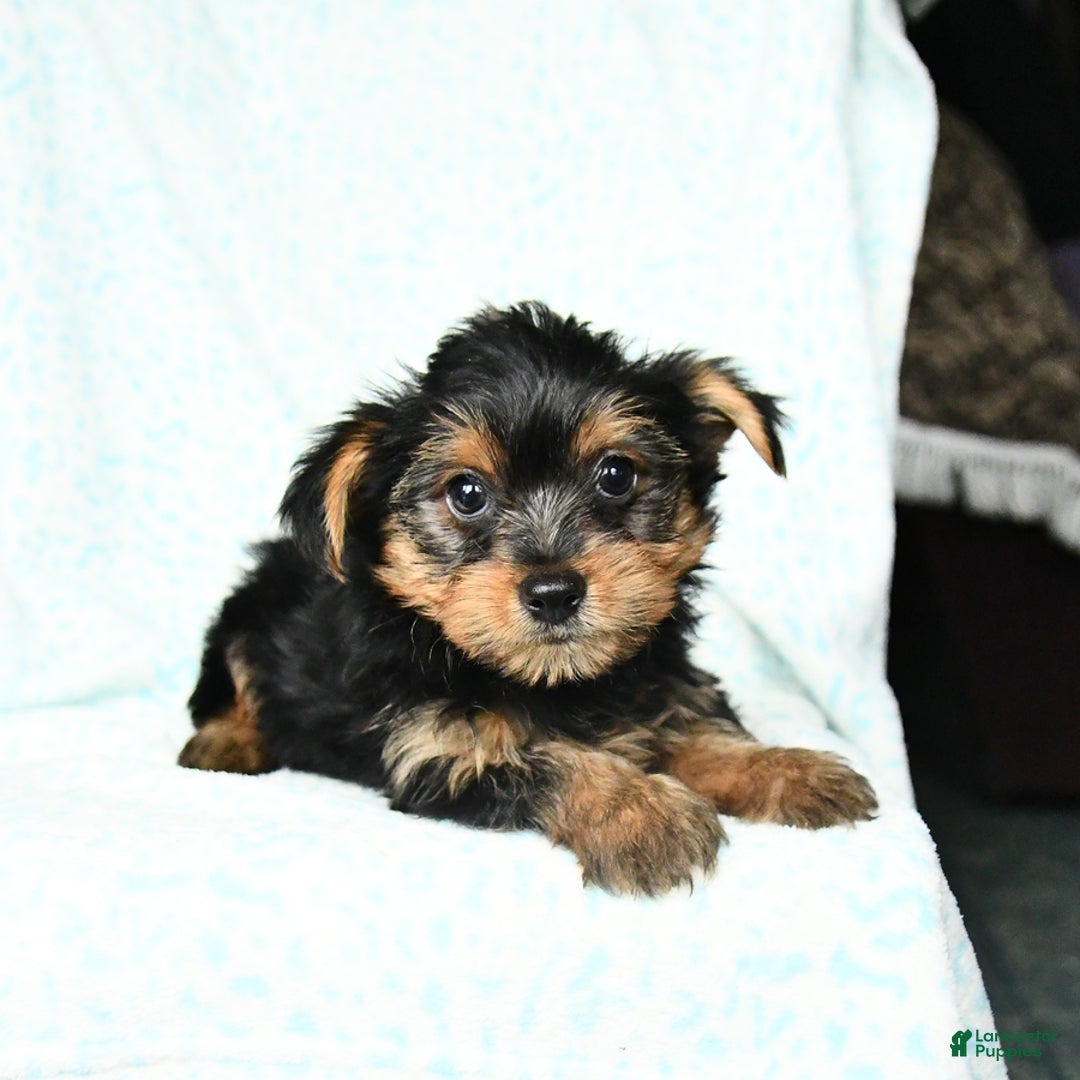 Yorkshire Terrier dogs for sale: Cash - Image 4