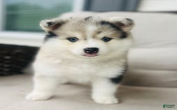 Pomsky dogs for sale: Sparrow - Image 1