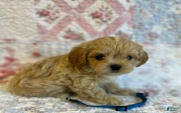Maltipoo dogs for sale: Dexter - Image 3