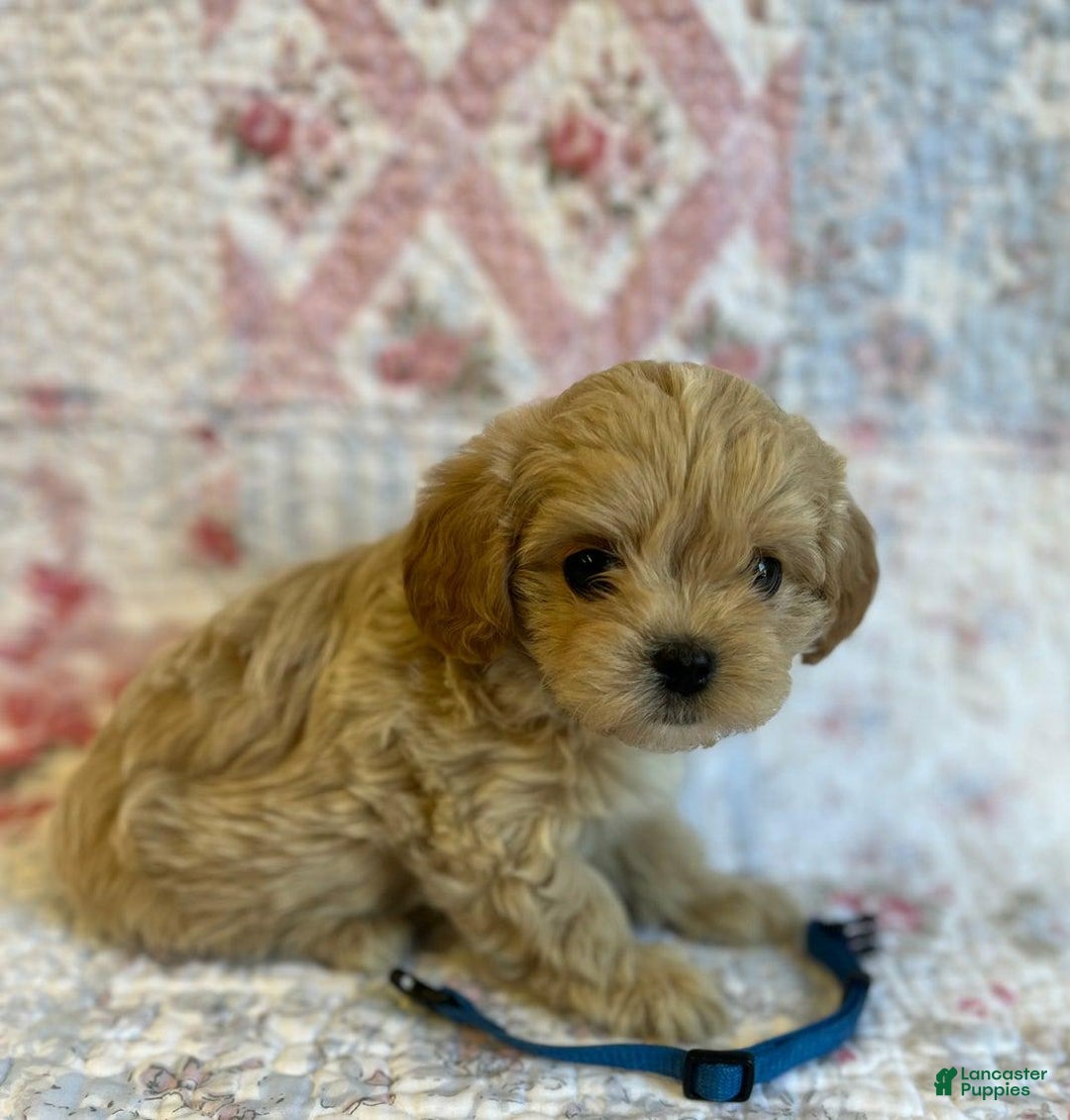 Maltipoo dogs for sale: Dexter - Image 3