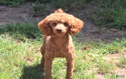 Cavapoo dogs for sale: Dolly - Image 11
