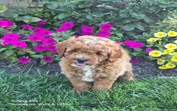 Mini Goldendoodle dogs for sale: Cuddles - Image 7