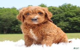 Irish Doodle dogs for sale: Viper - Image 4
