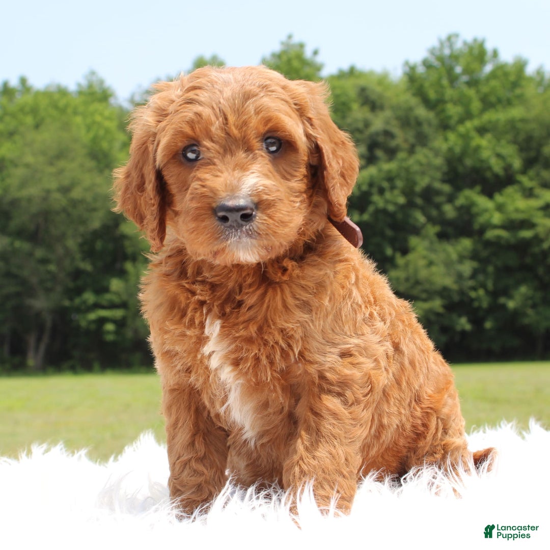Irish Doodle dogs for sale: Viper - Image 4