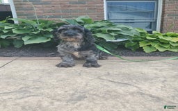 Cockapoo dogs for sale: Angelo - Image 8