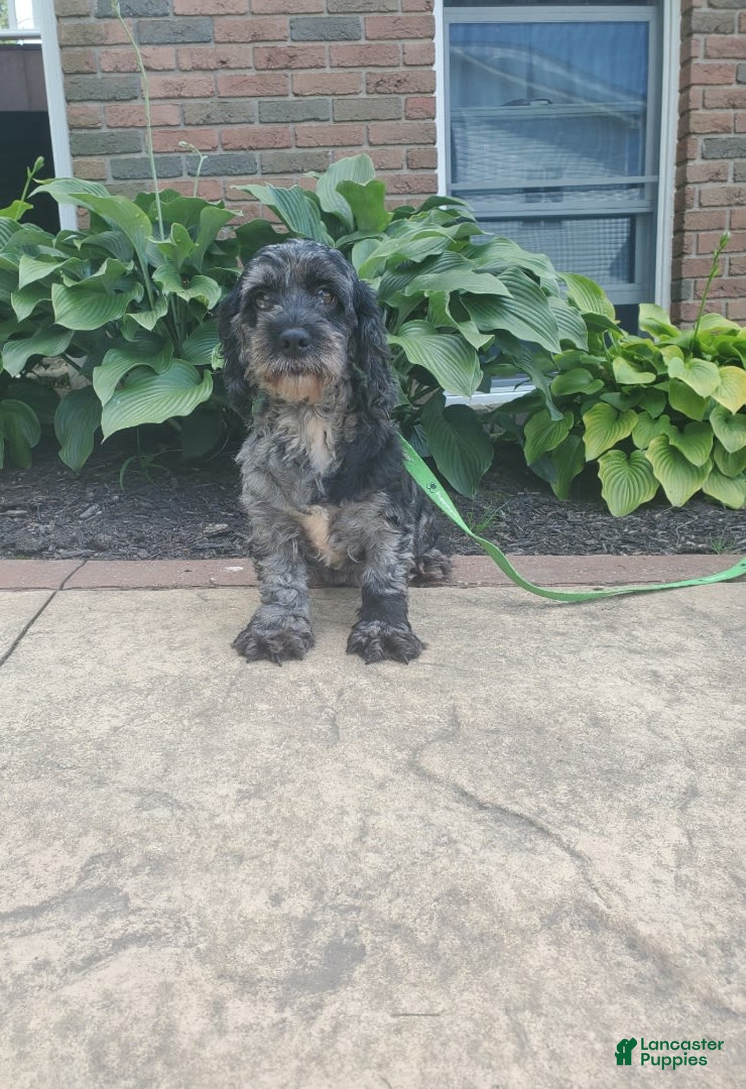 Cockapoo dogs for sale: Angelo - Image 8