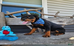 Rottweiler dogs for sale: Champ - Image 2