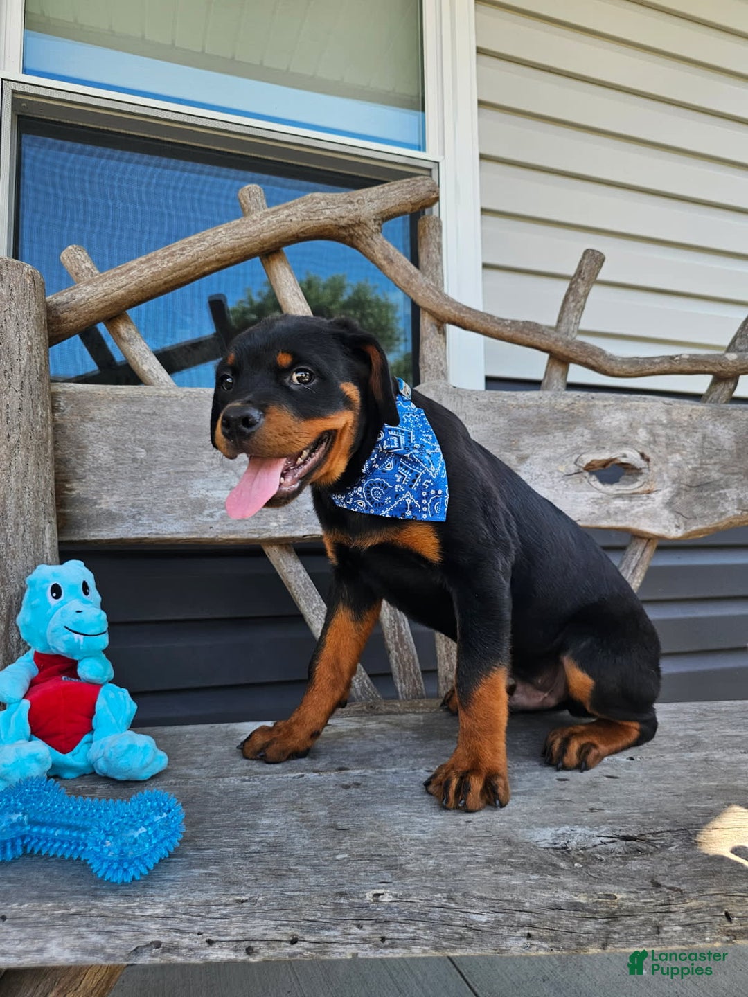 Rottweiler dogs for sale: Champ - Image 2
