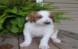 Goldendoodle dogs for sale: Willow - Image 5