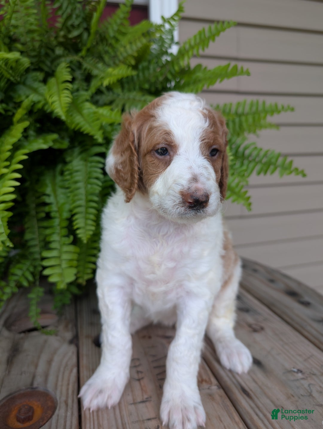 Goldendoodle dogs for sale: Willow - Image 5