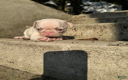 Pug dogs for sale: Luna - Image 4