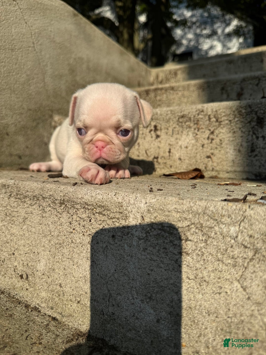 Pug dogs for sale: Luna - Image 4