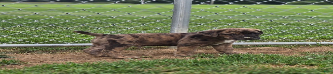 Hugo