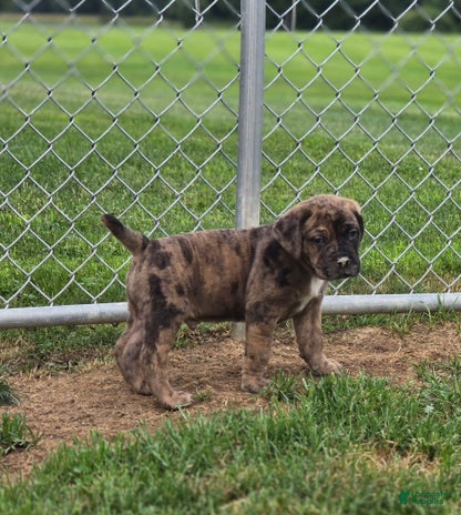 Cane Corso dogs for sale - Ad 2