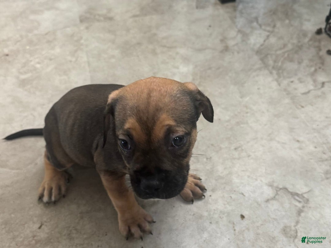 South African Boerboels dogs for sale: Luna - Image 10