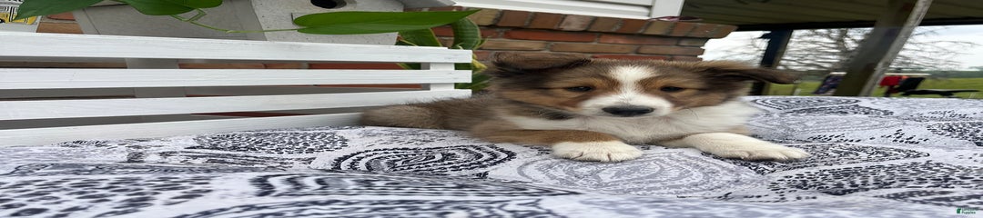 Oscar
