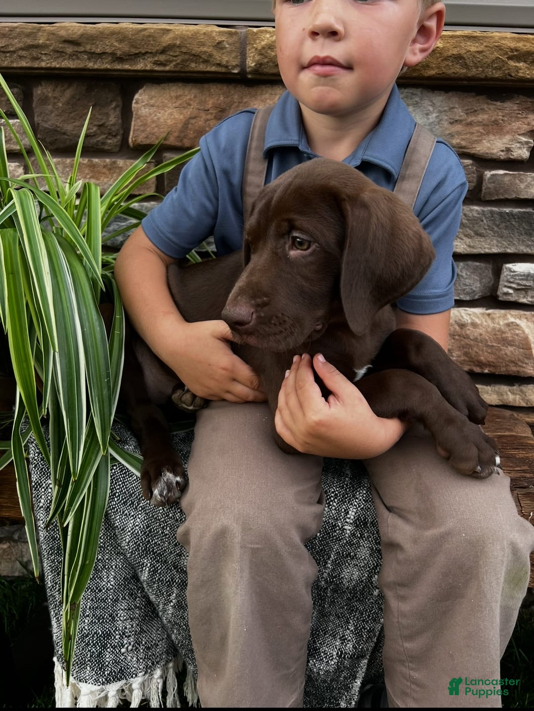 German Shorthaired Pointer dogs for sale: Jody - Image 2