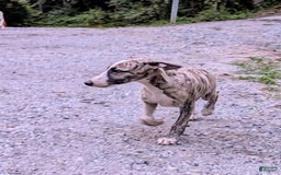 Whippet dogs for sale: Oscar - Image 10