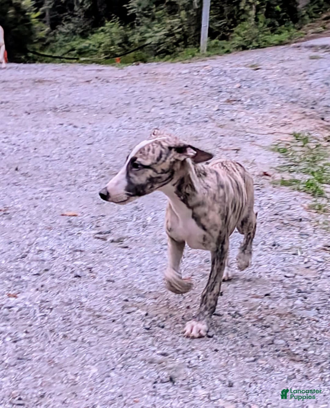 Whippet dogs for sale: Oscar - Image 10