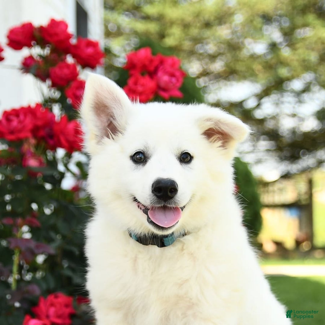 American Eskimo dogs for sale: Mars - Image 4