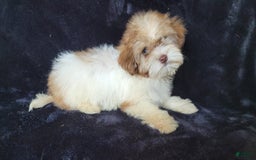 Lhasapoo dogs for sale: Pink Daisy - Image 1
