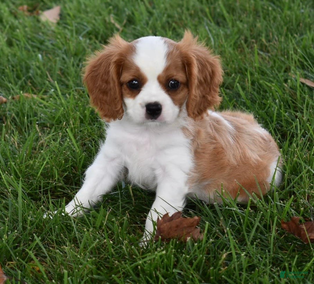 Cavalier King Charles Spaniel dogs for sale: Buster - Image 8