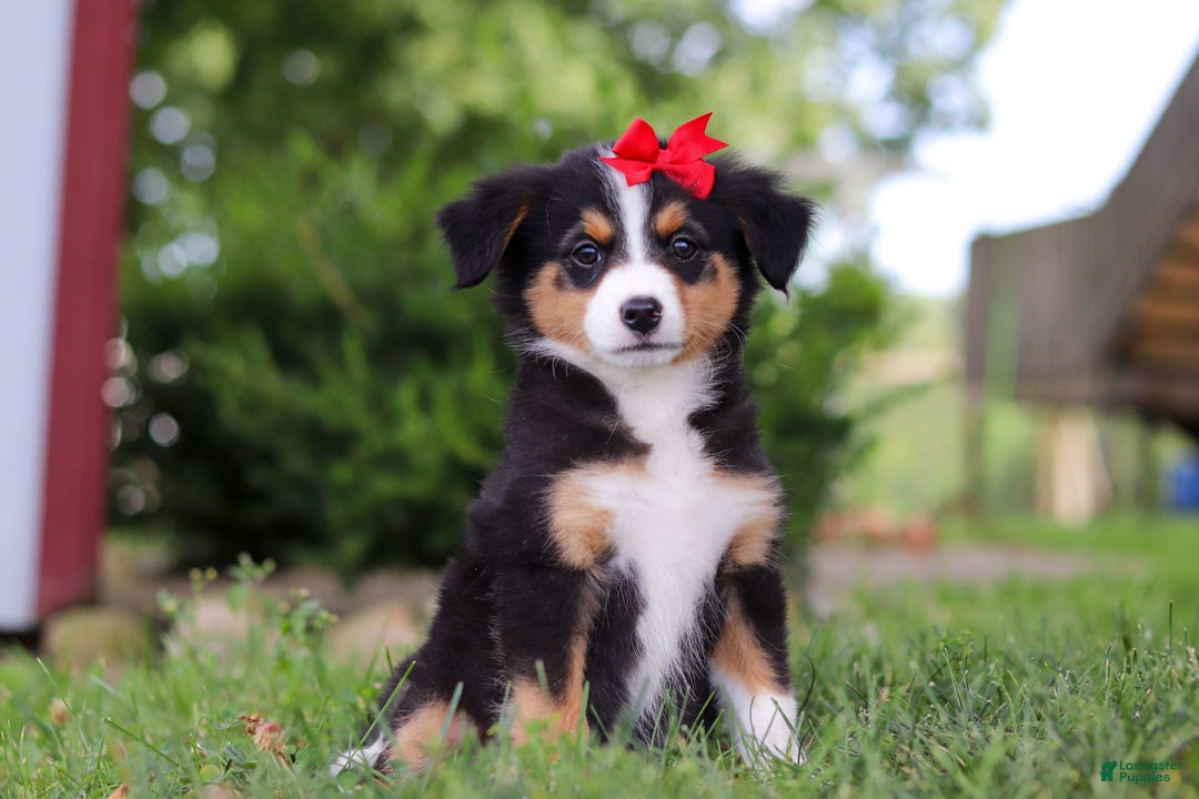 Mini Bernedoodle dogs for sale: Nova - Image 5
